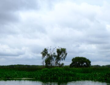 Los deltas fluviales: donde los ríos y los sedimentos encuentran el agua salada